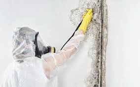 Best Biohazard Mold Removal  in Arizona City, AZ